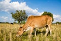 Cow in rice field Royalty Free Stock Photo