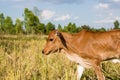 Cow in rice field Royalty Free Stock Photo