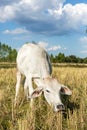 Cow in rice field Royalty Free Stock Photo