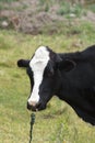 Cow with a ring in its nose Royalty Free Stock Photo