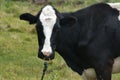 Cow with a ring in its nose Royalty Free Stock Photo