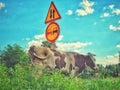 a cow on a road, an animal a cow interferes with the passage of cars, grazes on a highway, a danger to car drivers.