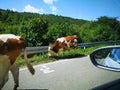 Cow on road to Sjenica Royalty Free Stock Photo