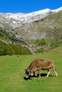 Cow roams the valley of La Larri