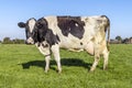 Cow round udder in full length side view in a field black and white, in the Netherlands Royalty Free Stock Photo