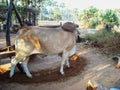 a cow is rounding a stone