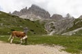 Cow rubbing itself against a hiking signpost in the Italian Alps, Italy near Tre Cime di Lavaredo Royalty Free Stock Photo