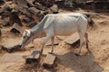 cow in a ruin temple in (laos) Royalty Free Stock Photo