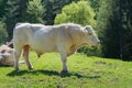 Cow in Rupit village in Catalonia, Spain.