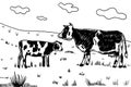 Cow rural farm animal engraving vector illustration. Scratch board style imitation. Black and white hand drawn image Royalty Free Stock Photo