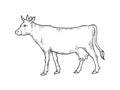 Cow rural farm animal sketch engraving vector Royalty Free Stock Photo