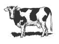 Cow rural farm animal sketch engraving vector Royalty Free Stock Photo