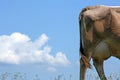 The cow's bottom Royalty Free Stock Photo