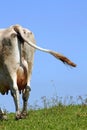 The cow's bottom Royalty Free Stock Photo