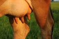 Cow`s breast in a green rice field, in Vietnam, Asia Royalty Free Stock Photo