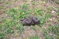 Cow`s dung on grassland on green grass in animals farm