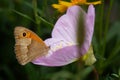 Cow`s eye or Marigold butterfly orange close-up on a pink flower Royalty Free Stock Photo