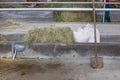 Cow's feed in concrete manger in stable