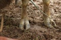 Cow\'s feet. Cow\'s legs in the cow stall Royalty Free Stock Photo