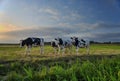 Cow`s herd on the meadow Royalty Free Stock Photo