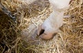 Cow`s hoof on straw