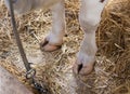 Cow`s hoof on straw Royalty Free Stock Photo