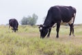 Cows eating grass at the edge of an agriculture field Royalty Free Stock Photo