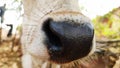 Close up mouth and nose of cow Royalty Free Stock Photo