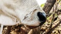 Close up mouth and nose of cow Royalty Free Stock Photo