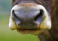 A cow's nose