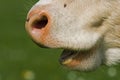 A cow's nose