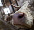 Cow`s snout in stable Royalty Free Stock Photo