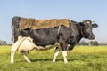 Cow, a sack on her back, full big udders in a pasture in the Netherlands Royalty Free Stock Photo