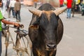 Cow sacred animal india Royalty Free Stock Photo