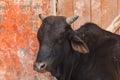 Cow sacred animal india Royalty Free Stock Photo
