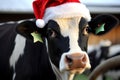 A cow in a Santa Claus hat is waiting for the New Year