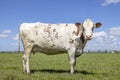 Cow sassy red and white, standing on green grass in a pasture, horizon and a blue sky Royalty Free Stock Photo