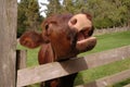 Cow saying moo Royalty Free Stock Photo