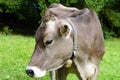 Cow in Scheffau in Austria