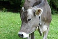 Cow in Scheffau in Austria