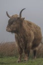 Cow in Scottland after rain