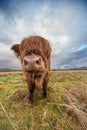cow in Scottland Royalty Free Stock Photo