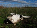 Cow scull on a field Royalty Free Stock Photo