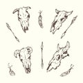 Cow sculls with arrows and feathers Royalty Free Stock Photo