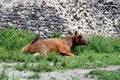 Cow in the shadow of the ruins of the fortress 175 Royalty Free Stock Photo