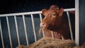 Cow In Shed Eating Straw