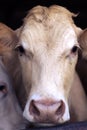 Cow in shed. Picardy france Close up Royalty Free Stock Photo