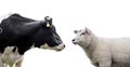 Cow and sheep on a white background Royalty Free Stock Photo