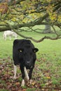 Cow sheltering under a tree