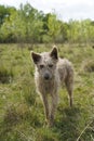 Cow shepherd dog on cow pasture Royalty Free Stock Photo